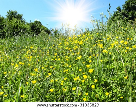 Splendid summer meadow and beautiful sun on the sky.
