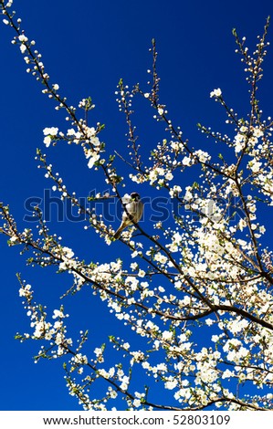 Small  sparrow sing song on the spring tree.