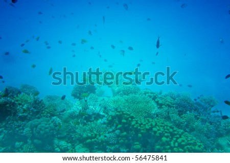Underwater landscape of Red sea.