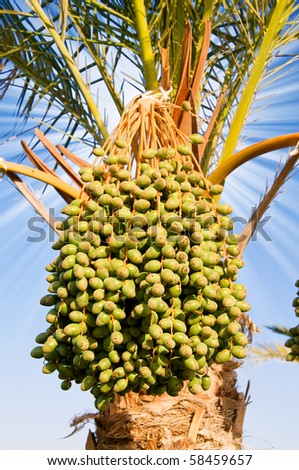 Date palm with green unripe dates.