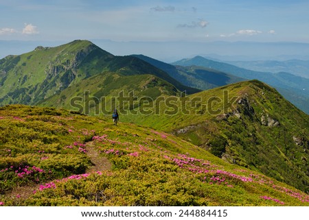 Trekker walking on the flowers field in the mountain