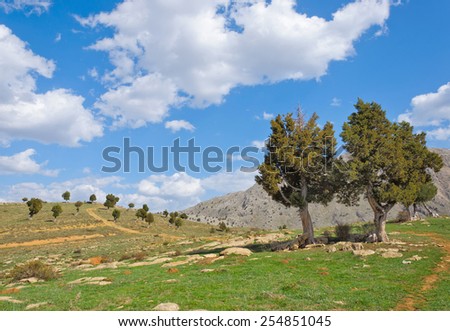 Juniper Tree growing out of the Rosks against the blue sky and white clouds Turkey