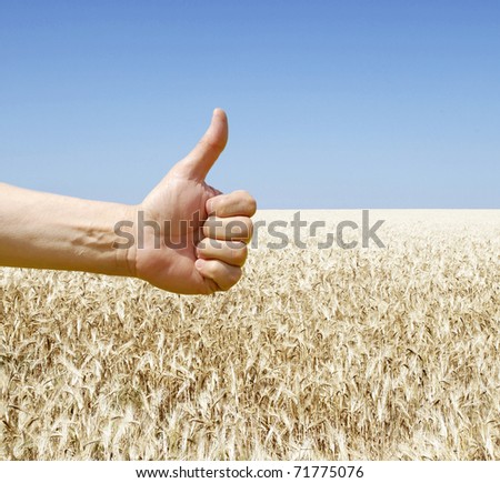 hand show ok over wheat field