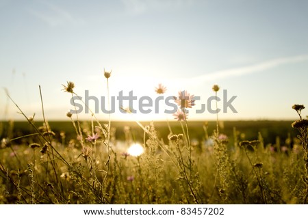 Real field and flowers at sunset.
