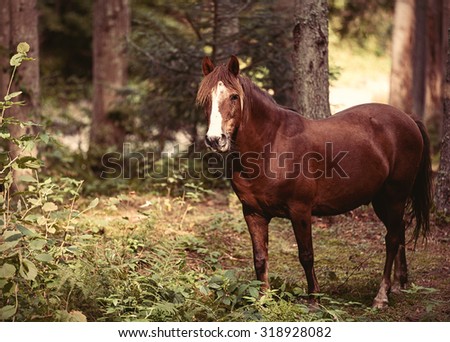 Horse in the forest. Photo in old color image style.
