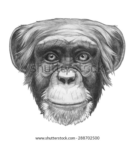 Original Drawing Of Monkey. Isolated On White Background. Stock Photo