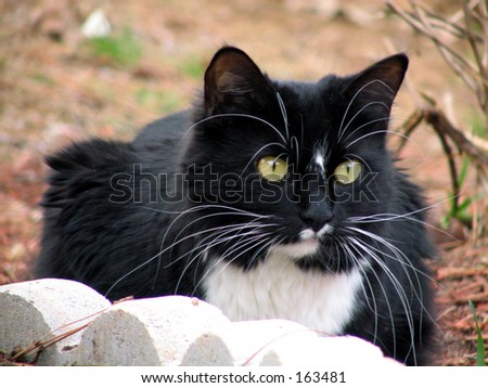 black and white cat with green eyes