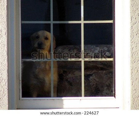 dog barking at the window