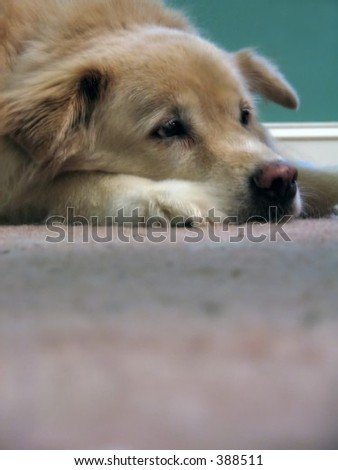 A dog resting on the floor