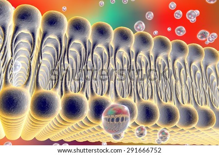 Cell membrane. Lipid bilayer. Digital illustration of a diffusion of liquid molecules through cell membrane. Microscopic view of a cell membrane. Biology background. Medical background
