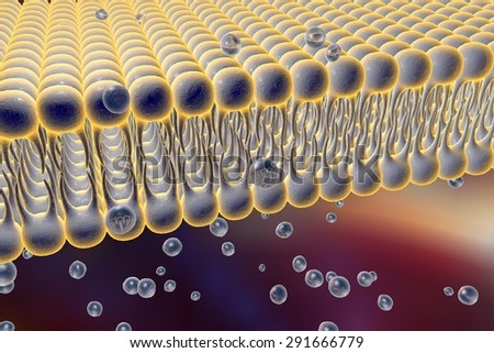 Cell membrane. Lipid bilayer. Digital illustration of a diffusion of liquid molecules through cell membrane. Microscopic view of a cell membrane. Biology background. Medical background