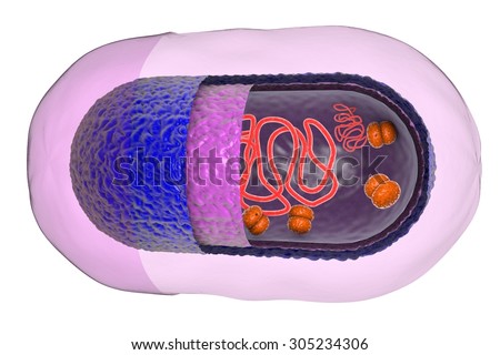 Structure of bacterial cell