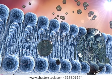 Cell membrane, lipid bilayer, digital illustration of a diffusion of liquid molecules through cell membrane, microscopic view of a cell membrane, biology background, medical background