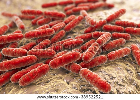 Bacteria Lactobacillus, gram-positive rod-shaped lactic acid bacteria which are part of normal flora of human intestine are used as probiotics and in yoghurt production, close-up view