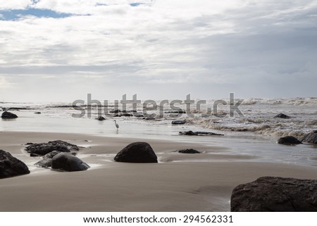 Bird on the sea shore after a storm. A seascape photography with a bird and rocks at the sea shore.