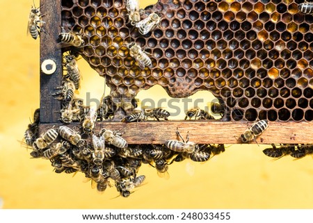 Some bees in a frame of wax use by the beekeeper to help them in the honey production.