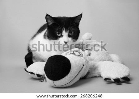black and white cat with teddy bear studio photo monochrome image