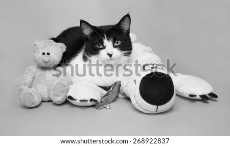black and white cat with teddy bear studio photo monochrome image
