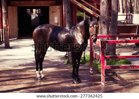 Brown stallion. Portrait of a sports brown horse. Riding on a horse. Thoroughbred horse. Beautiful horse.