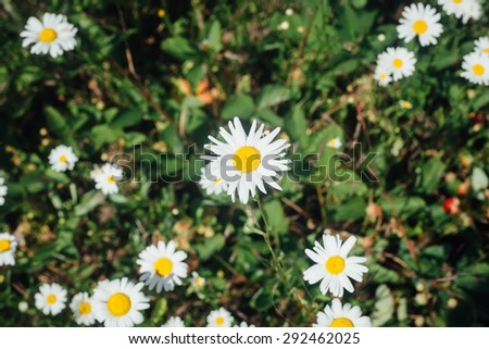 Field of daisies in vintage style. design, abstract