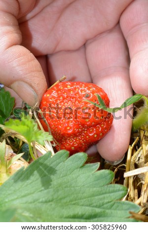 Picking up strawberry from the garden in spring. Closeup of hand and strawberry