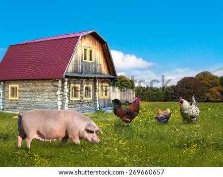 Chickens and  pig on the rural landscape background