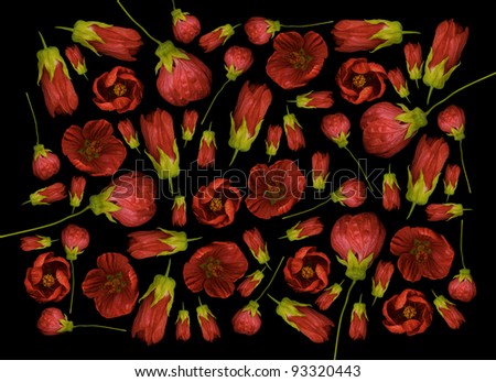 Red flowers isolated on black background