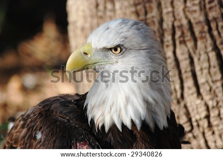 Close up of bald eagle looking off in the distance. Tree in the background.