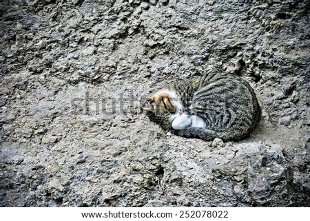 White gray sleeping cat on the ancient wall