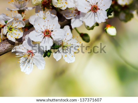 Blooming Flowers Branch, close up.