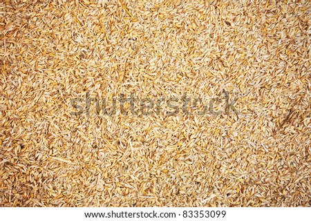Natural Wheat Grains background, closeup