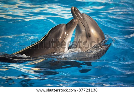 Pictures Of Dolphins