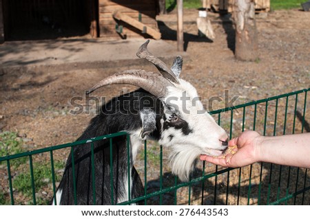 A billy goat eating out of a child\'s hand.