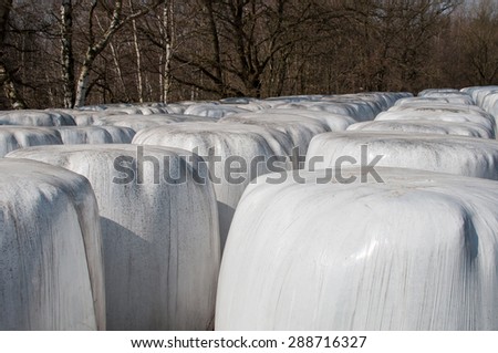 Stacked bales of harvested hay wrapped with plastic film on an early morning at the beginning of the summer season.
