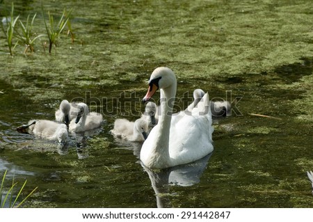 Parent swan with offspring