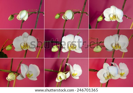 Set of pictures of growing white orchids. From a bad to a developed flower.