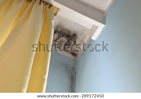 Mold in the corner of the white ceiling and blue wall, with yellow curtain on the left side.