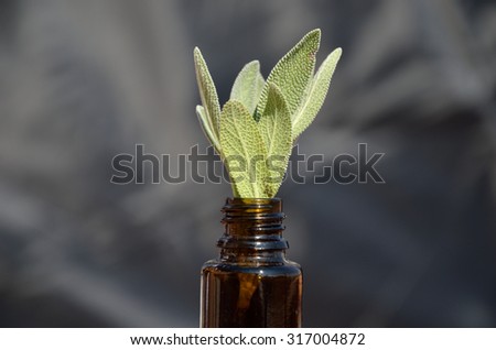 Bottle of homeopathic remedy with fresh leaves of remedy plant