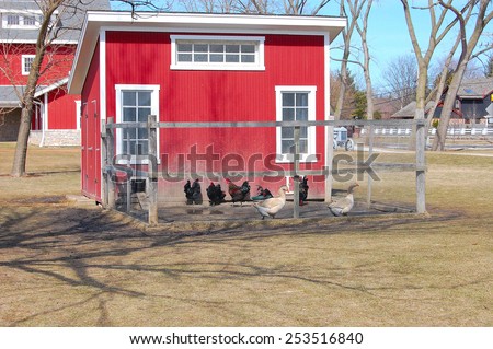 Red hens house with chickens and geese on a farm.