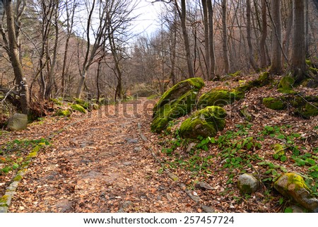 Park footpath in moss and leaves covered winter forest.