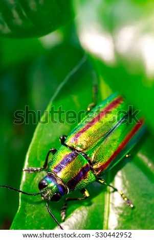 Jewel beetle, Metallic wood-boring beetle, Buprestid.