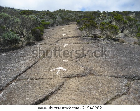 Hiking track in the bush in Reunion Island