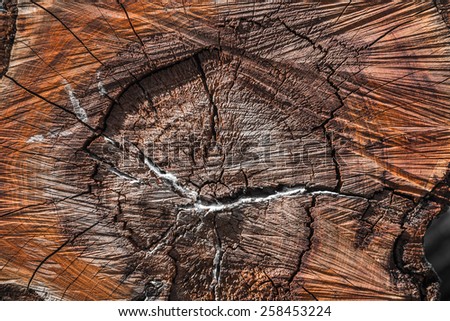 Close up cross section of tree trunk showing growth rings, texture
