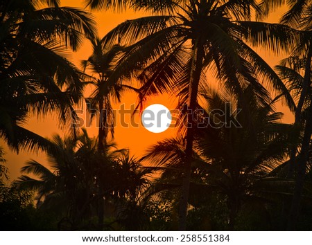 Palm trees sunrise golden sky back light in India