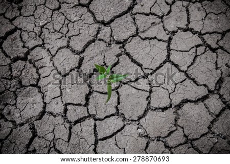 Grass on the dry ground, Land cracked when dry season
