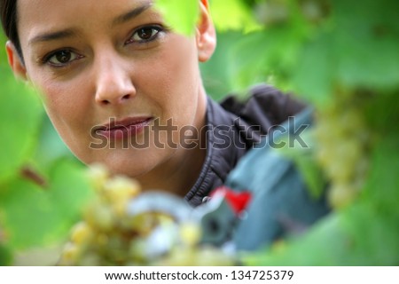 Woman pruning vine