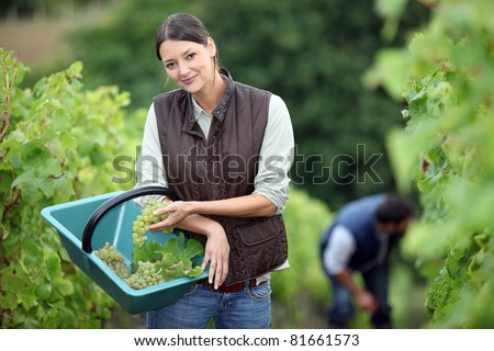 Farming couple collecting grapes