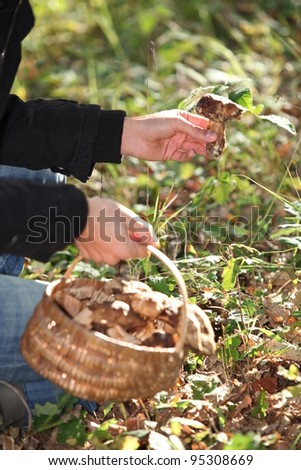Person picking mushrooms