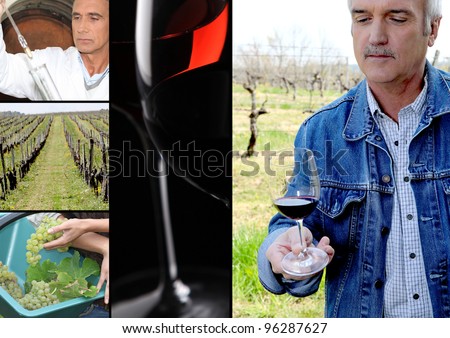 Oenologist, wine maker, vines and a red wine glass