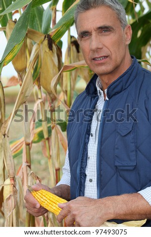 farmer holding a maize ear